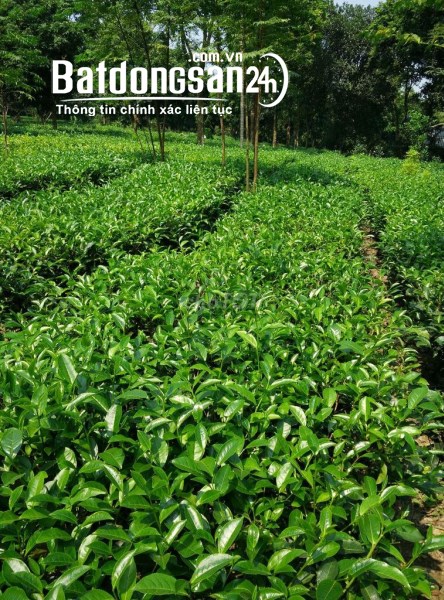 Chính chủ cần bán đất vườn tại Xã Trần Phú, Huyện Chương Mỹ, Hà Nội