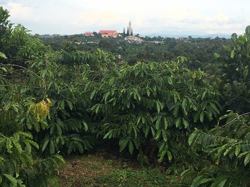 Cần sang lai lô đất nghỉ dưỡng H. Bảo Lâm