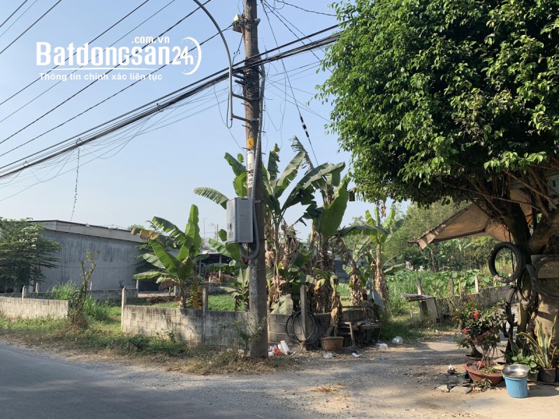 Bán đất 1793m2 mặt tiền Nguyễn Thị Rành xã An Nhơn Tây huyện Củ Chi
