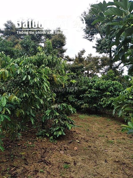 Bán đất vườn cây ăn trái tại Xã Hòa Bắc, Huyện Di Linh, Lâm Đồng