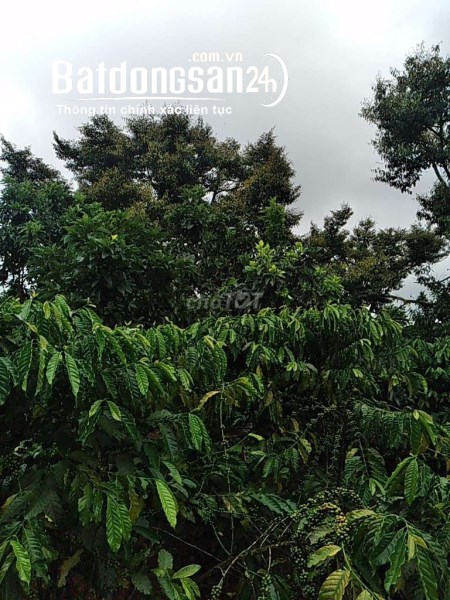 Bán đất vườn cây ăn trái tại Xã Hòa Bắc, Huyện Di Linh, Lâm Đồng