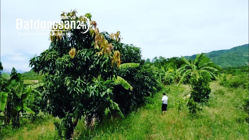 [ 2.78ha -- Mini Farm Diên Sơn ] cần bán