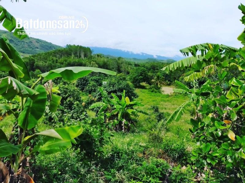 [ 2.78ha -- Mini Farm Diên Sơn ] cần bán