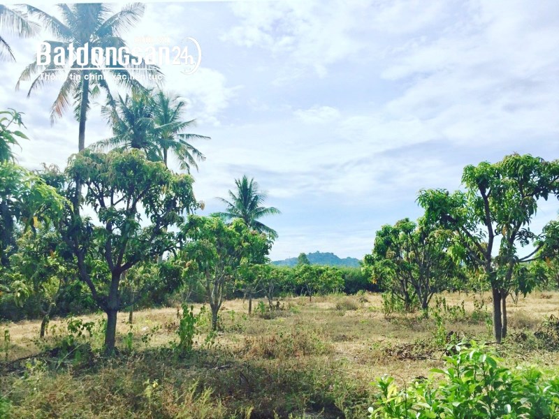 Vườn xoài, dừa 3500m2  --- Cam Tân, Cam Lâm