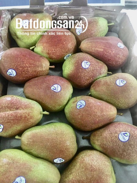 HÀ ANH FRUITS – TỔNG KHO SỈ LẺ TRÁI CÂY TƯƠI NHẬP KHẨU KHU VỰC SÀI