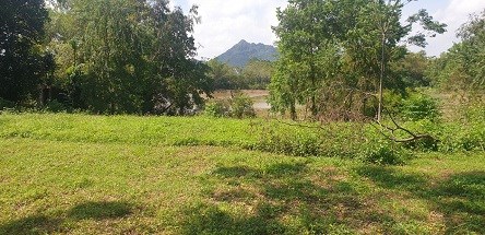 Cần bán gấp mảnh đất tại Thôn Hạnh Côn - Xã Nam Phương Tiến – Chương