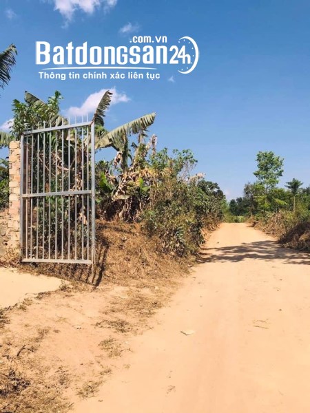 Chính chủ cần đất xào tại Xã Tâm Bố-huyện Di Linh-Tỉnh Lâm Đồng