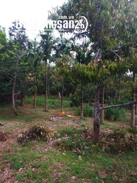 Bán nhà có vườn cây ao cá sổ đầy đủ tại Đường Nguyễn Lương Bằng, Xã