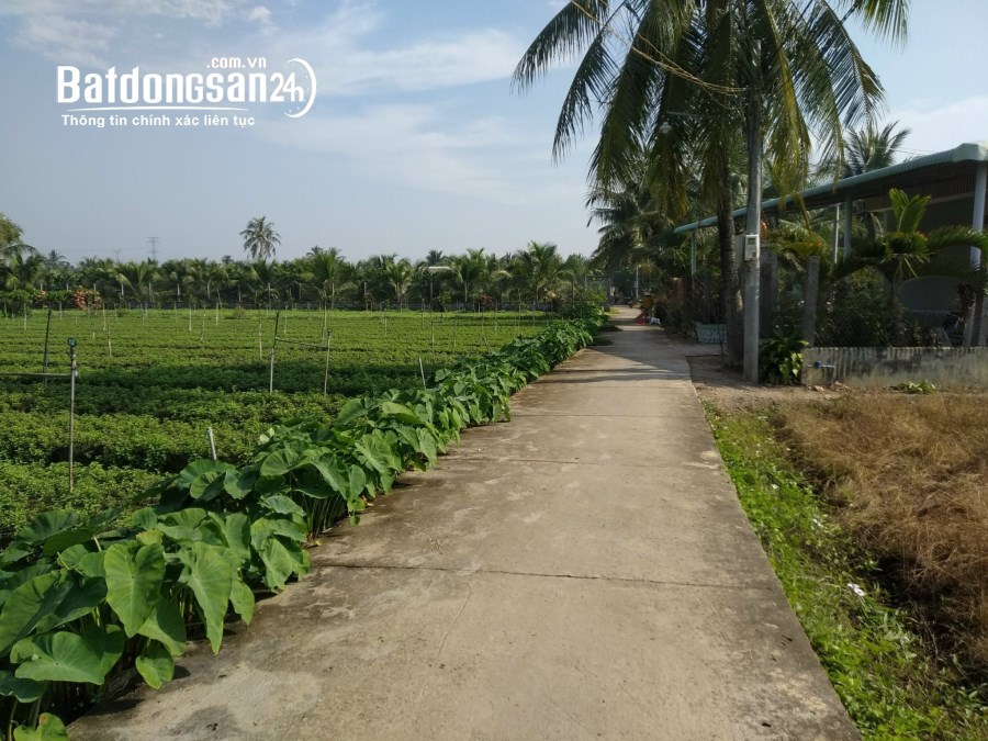 Đất bằng phẳng nằm trong tứ giác Đại học Tiền Giang & Bệnh viện Tiền Giang
