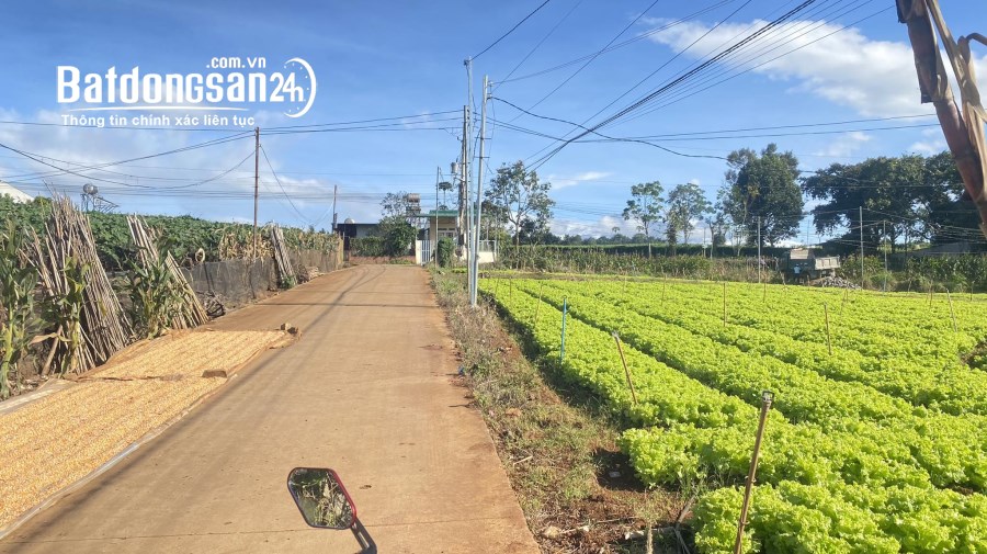 Bán lô đất hẻm pê tông rộng 5m, thuộc gần cos pha, liên hiệp đức trọng 2,5 tỷ