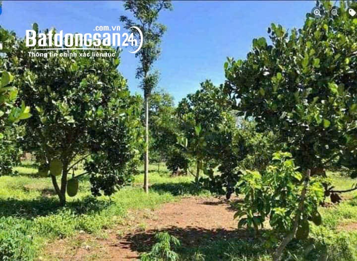 Bán đất Đường Tỉnh lộ 741, Xã An Bình, Huyện Phú Giáo