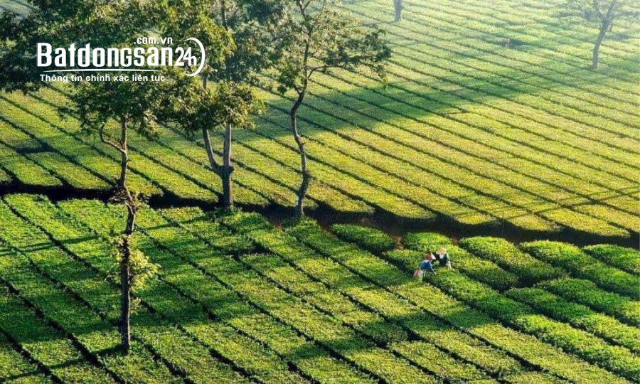Đất thổ cư TPPleiku view Biển Hồ chỉ 800 tiệu