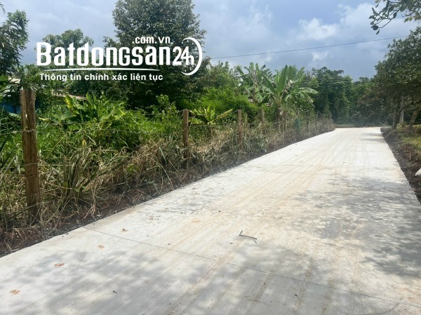 Cần tiền bán gấp lô đất 1000 mét giá 250 triệu