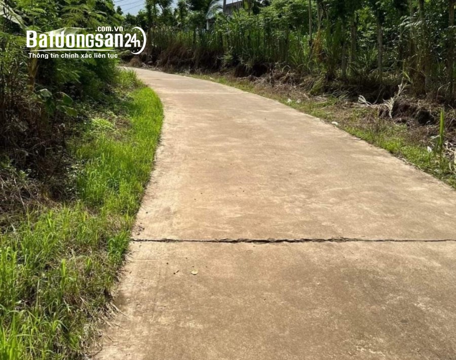 Về quê sống với con cái nên bán gấp vườn sầu hơn 2 sào 350 triệu