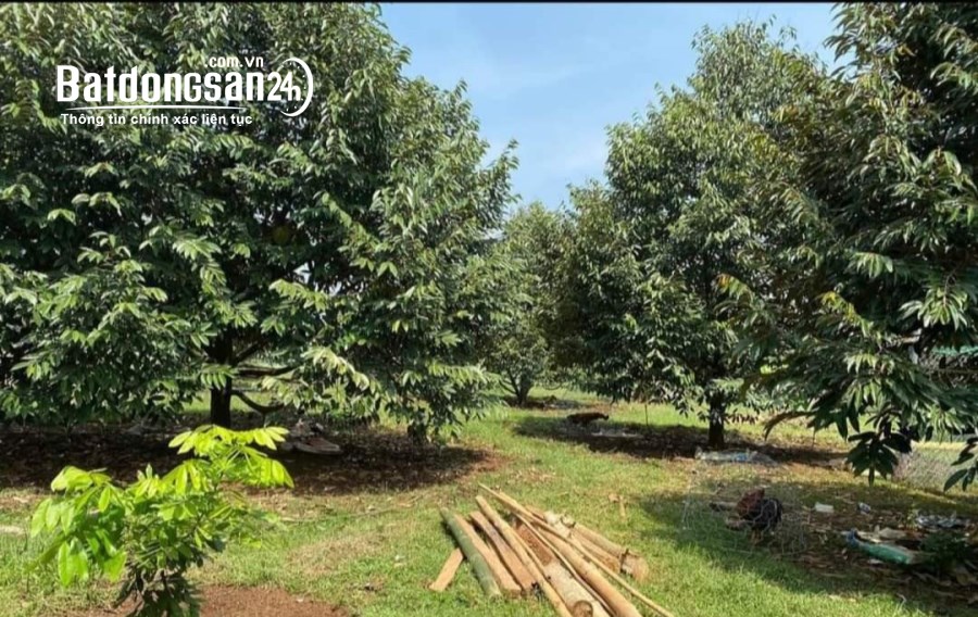Bán đất Đường 18/9, Xã Phước Hòa , Huyện Phú Giáo