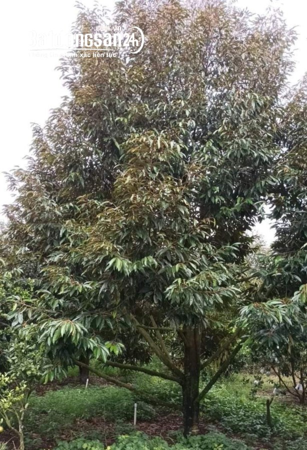 Bán đất Đường 18/9, Xã Phước Hòa , Huyện Phú Giáo