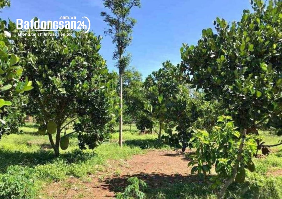Bán gấp vườn mít 2143m2 đang thu hoạch giá 468tr