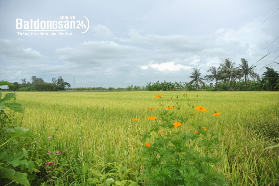 Bán đất Đường Dương Thị Mười, Phường Tân Chánh Hiệp, Quận 12