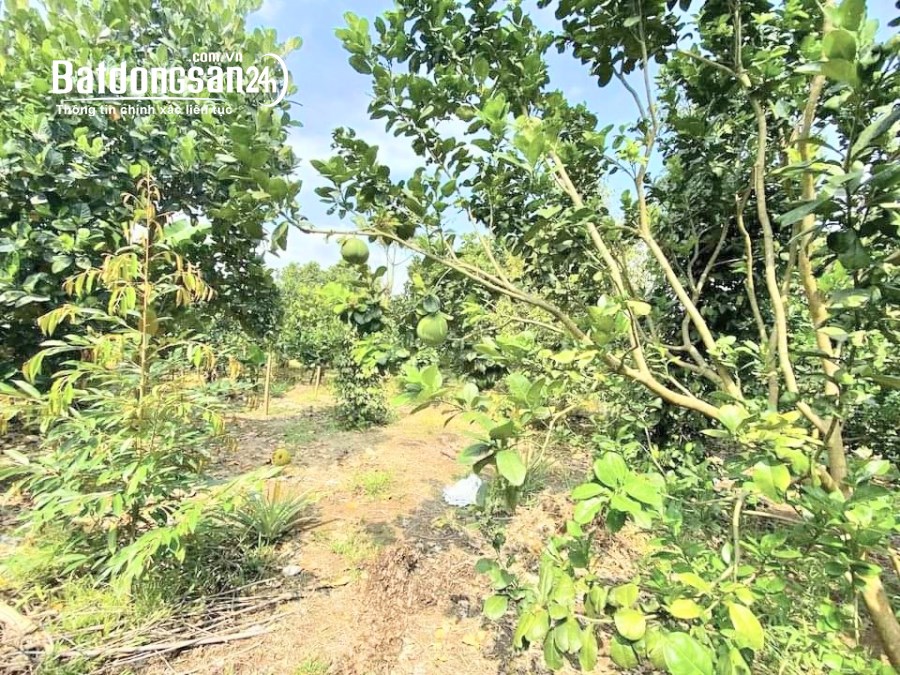 Bán đất Đường 74, Xã Phước Sang, Huyện Phú Giáo