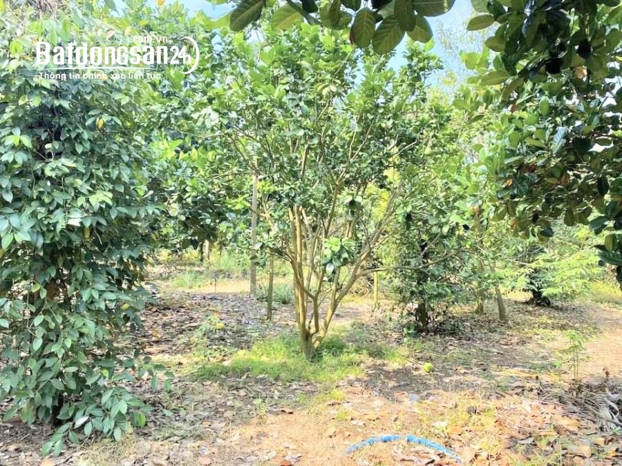 Bán đất Đường 74, Xã Phước Sang, Huyện Phú Giáo