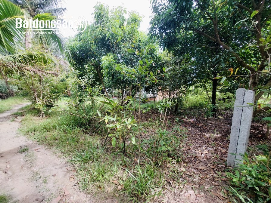 Miếng Vườn 611m2 CLN, Mặt Tiền 25m, Giáp Lộ 2m, Nhơn Nghĩa, Phong Điền