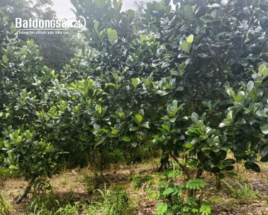 Bán đất Đường 18/9, Xã An Bình, Huyện Phú Giáo