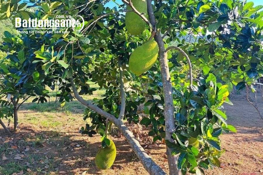 Bán đất Đường 18/9, Xã An Bình, Huyện Phú Giáo