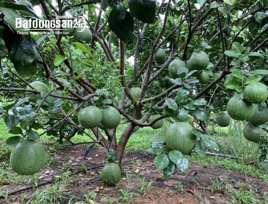 Bán đất Đường ĐT 753, Xã Tân Hưng, Huyện Đồng Phú