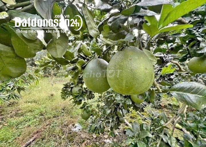 Bán đất Đường ĐT 753, Xã Tân Hưng, Huyện Đồng Phú