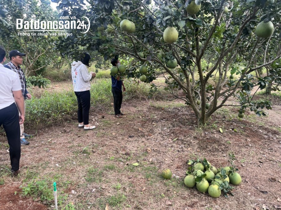 Chính chủ cần bán gấp 5 sào đất vườn trái cây Phường Phú Hòa, Thủ Dầu Một