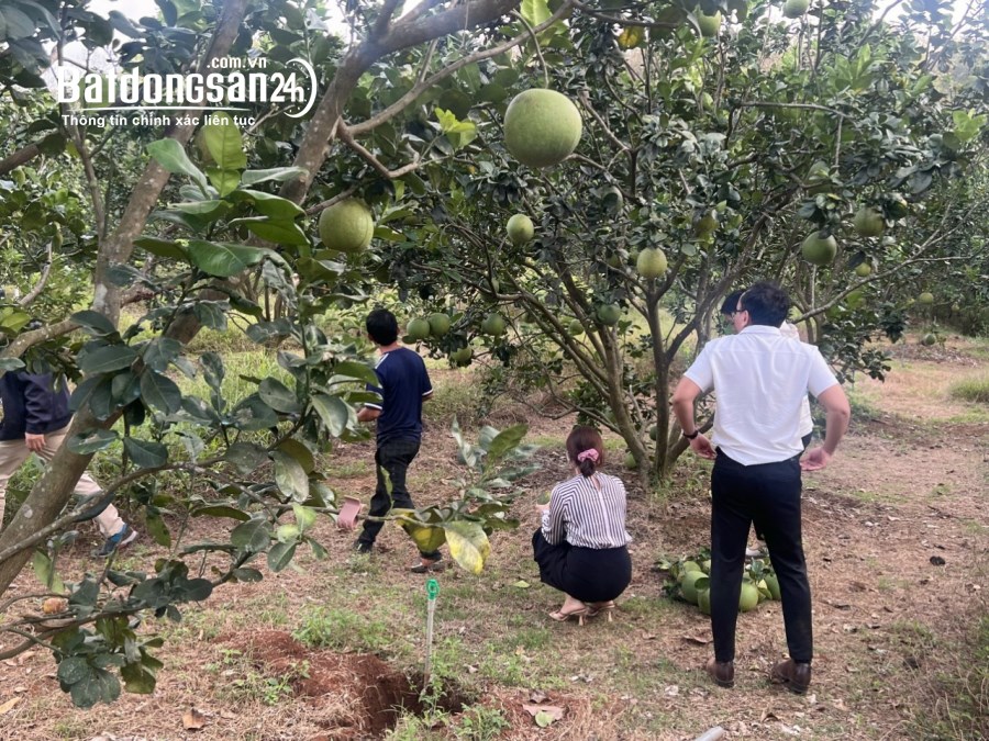 Chính chủ cần bán gấp 5 sào đất vườn trái cây Phường Phú Hòa, Thủ Dầu Một