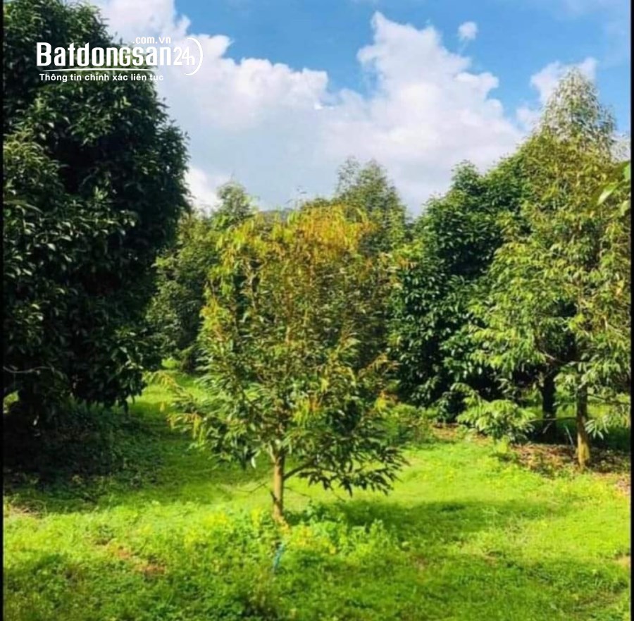 Bán đất Đường 19/5, Xã An Long , Huyện Phú Giáo