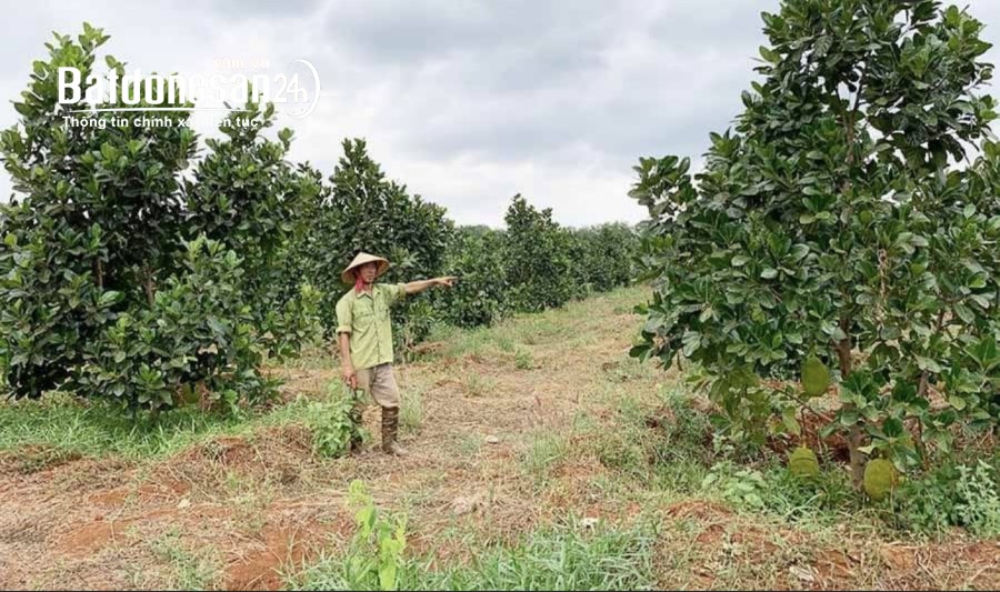 BÁN MẢNH VƯỜN 1250M2 ĐANG CHO TRÁI GIÁ 420TR,CÓ 100M2 THỔ CƯ