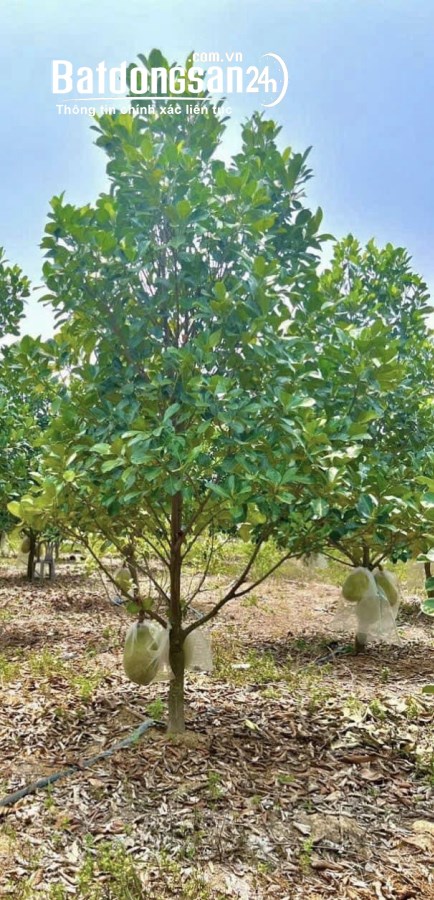 BÁN MẢNH VƯỜN 1250M2 ĐANG CHO TRÁI GIÁ 420TR,CÓ 100M2 THỔ CƯ