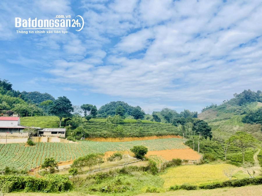 CHÍNH CHỦ CẦN BÁN 3400 M2 CÓ 200 THỔ CƯ , TK CHIỀNG ĐI TTNT MỘC CHÂU . SƠN LA . 