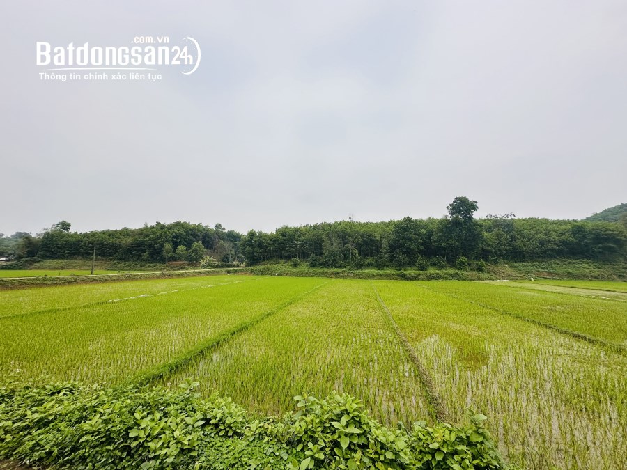 TÁCH BÁN LÔ ĐÁT 1000m2 FULL THỔ CƯ Đường Quốc lộ 21A, Xã Thanh Lương,