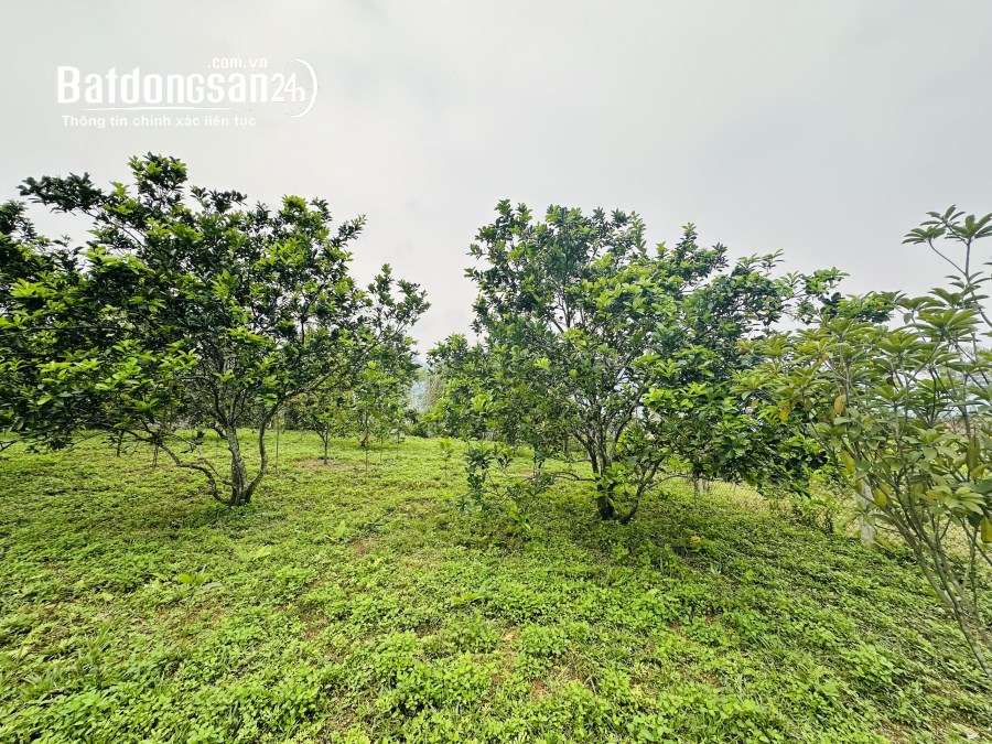 TÁCH BÁN LÔ ĐÁT 1000m2 FULL THỔ CƯ Đường Quốc lộ 21A, Xã Thanh Lương,