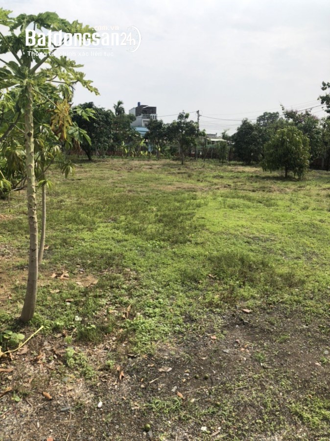 Bán đất Đường Đoàn Nguyễn Tuấn, Xã Hưng Long, Huyện Bình Chánh