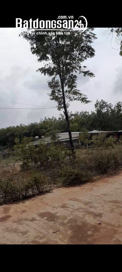 Bán đất Đường Cao Bá Quát, Xã Minh Hưng, Huyện Chơn Thành