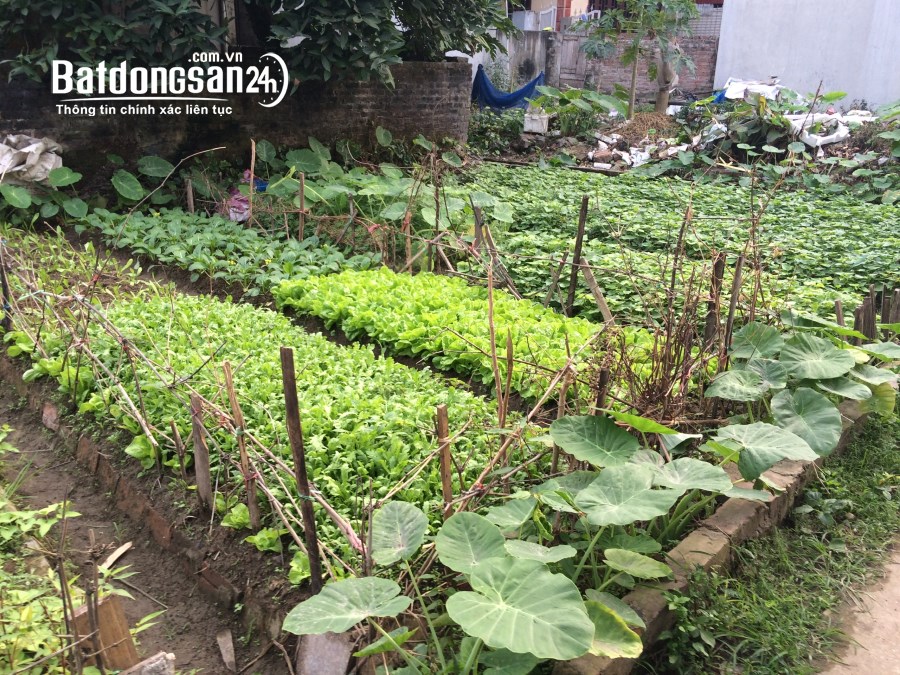 Bán đất Đường Đông Hội, Xã Đông Hội, Huyện Đông Anh