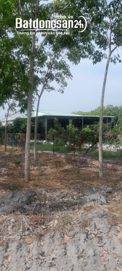 Bán đất Đường Cao Bá Quát, Xã Minh Hưng, Huyện Chơn Thành