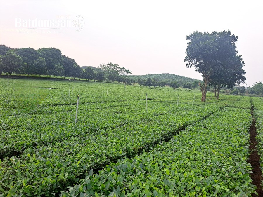 Bán Bất động sản khác Đường Hồ Chí Minh, Xã Phú Thành, Huyện Lạc Thủy