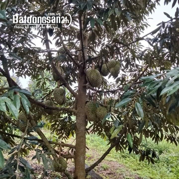 Bán đất Đường ĐT 753, Xã Tân Hưng, Huyện Đồng Phú