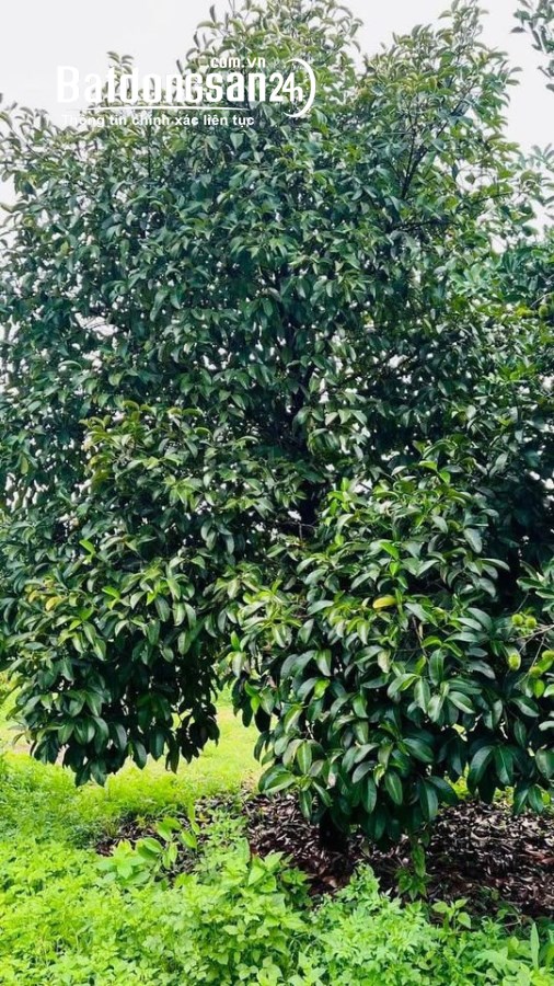 Bán đất Đường ĐT 741, Xã Tân Tiến, Huyện Đồng Phú