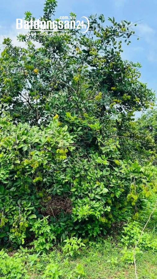 Bán đất Đường ĐT 741, Xã Tân Tiến, Huyện Đồng Phú
