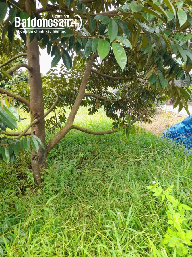 Bán đất Đường ĐT 741, Xã Tân Hưng, Huyện Đồng Phú