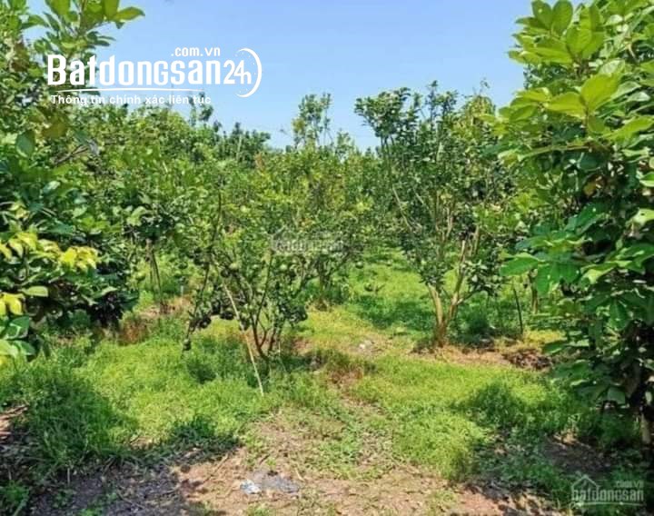 Bán đất Đường ĐT 753, Xã Tân Lợi, Huyện Đồng Phú