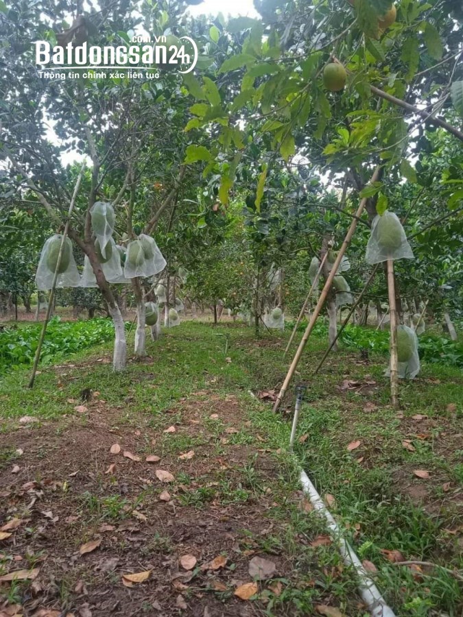 Bán đất Đường ĐT 753, Xã Tân Lợi, Huyện Đồng Phú
