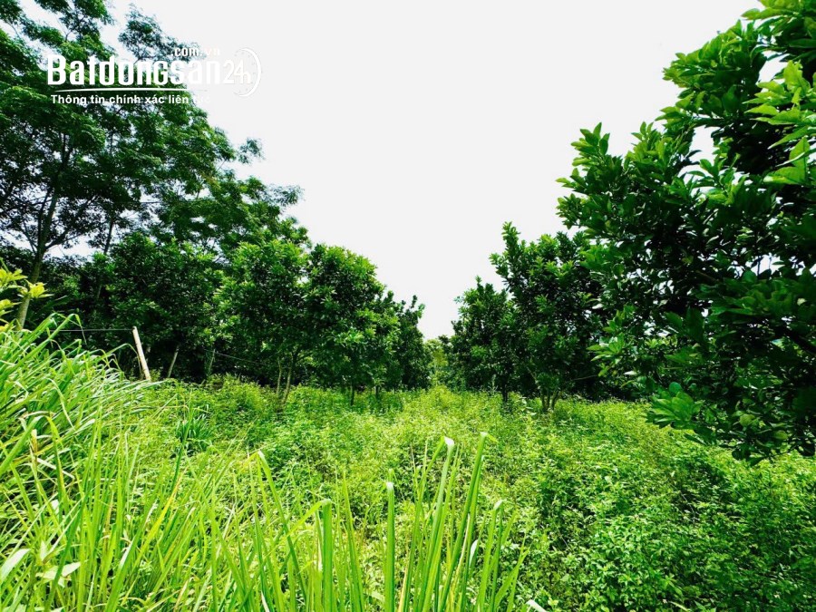 CẦN BÁN MẢNH ĐẤT SUỐI HOA – TÂN LẠC – HÒA BÌNH, 2176M, 1,350 TỶ