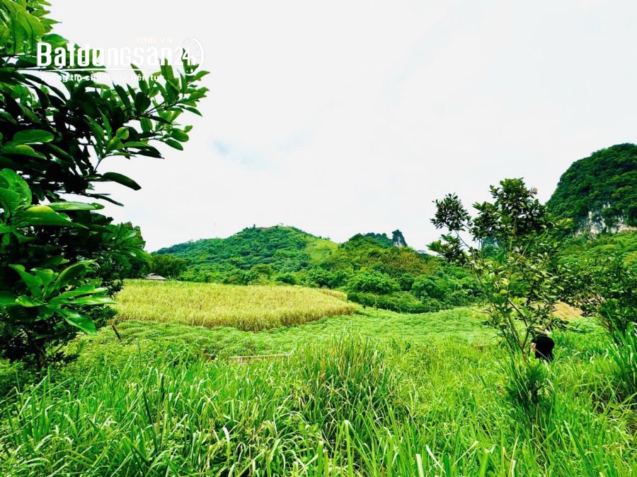 CẦN BÁN MẢNH ĐẤT SUỐI HOA – TÂN LẠC – HÒA BÌNH, 2176M, 1,350 TỶ